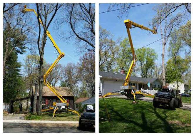 Large Tree Removal in East Hartford, Connecticut, CT