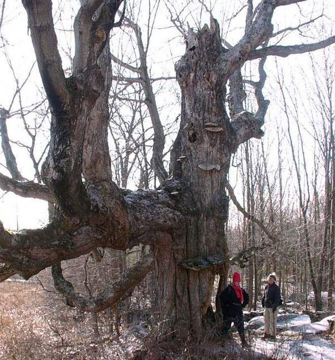 Oak Tree Removal in Vernon, Connecticut, CT