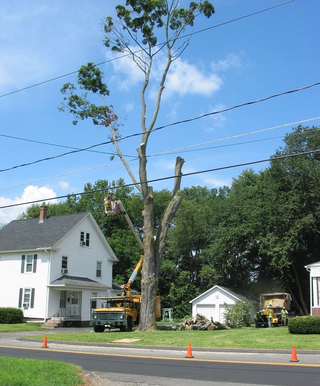Tree Sap Removal in Vernon, Connecticut, CT