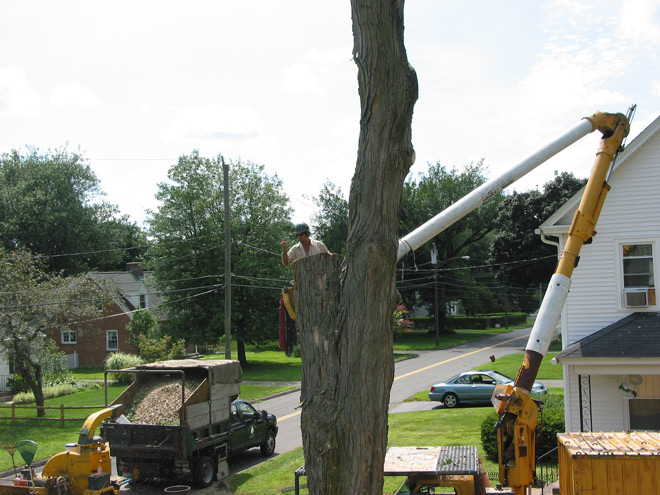 Tree Stump Removal in Vernon, Connecticut, CT