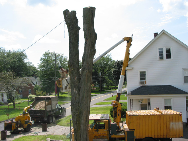 Tree Grinding in East Hartford, Connecticut, CT