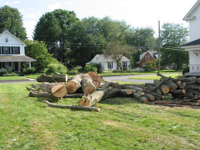Tree Trunk Removal in Vernon, Connecticut, CT