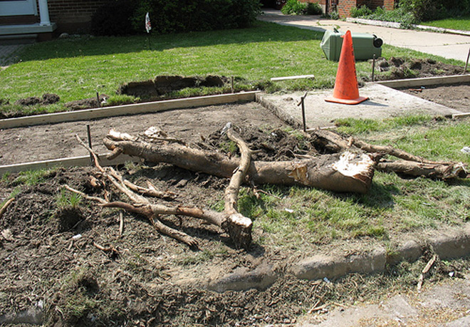 Tree Root Removal Services in East Hartford, Connecticut
