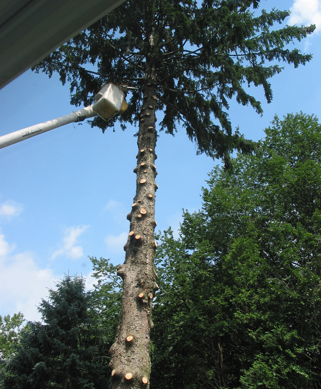 Pine Tree Removal in Bolton, Connecticut, CT
