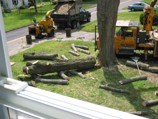 Tree Removal in Bolton, CT